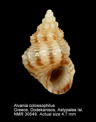 Alvania colossophilus.JPG - Alvania colossophilusOberling,1970